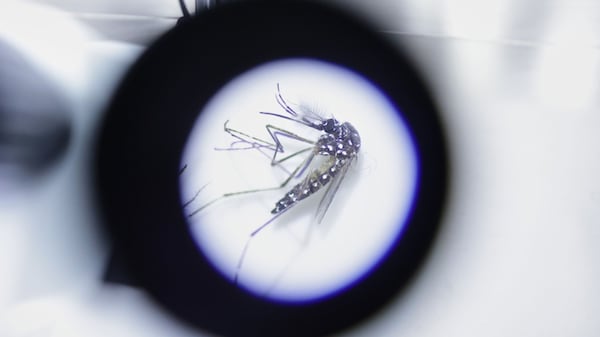 Google wants to release millions of lab-raised mosquitoes
