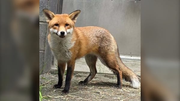 Stowaway red fox ‘Basil’ recovers from heartworm, completes quarantine in the U.S.