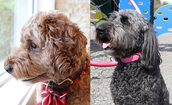 Residents of this B.C. municipality will cast ballots for ‘Dog Mayor’